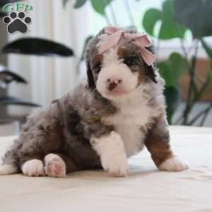 Oaklynn, Mini Bernedoodle Puppy